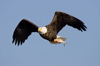 There have been a lot of bald eagle sightings along the Mississippi River lately! Upper Mississippi River National Wildlife & Fish Refuge is a great place to spot them.Photo by USFWS. Original public domain image from Flickr