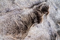 Fluffy animal fur texture, close up background