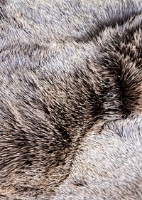 Fluffy animal fur texture, close up background