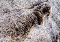 Animal fur texture, close up background