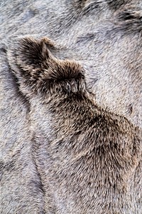 Animal fur texture, close up background