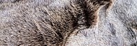 Animal fur texture background, twitter header design
