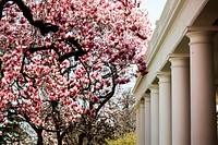 White House Grounds in SpringMagnolia trees are seen in bloom along the West Wing Colonnade Tuesday, March 26, 2019, at the White House. (Official White House Photo by Joyce N. Boghosian). Original public domain image from Flickr