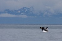 Orca whale surfacing in the Alaskan sea. Original public domain image from <a href="https://www.flickr.com/photos/alaskanps/34099006203/" target="_blank">Flickr</a>