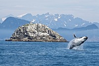 Whale jumping in the ocean. Original public domain image from <a href="https://www.flickr.com/photos/alaskanps/34099365783/" target="_blank">Flickr</a>