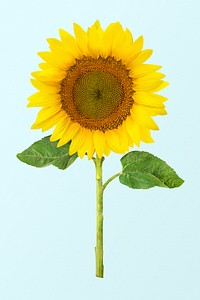 Sunflower clipart, blooming flower psd