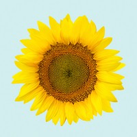 Sunflower collage element, flower psd