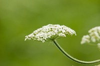 Cow Parsnip