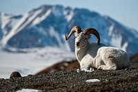 DENA dall sheepNPS/ K. Thoresen. Original public domain image from Flickr