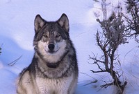 Wolf. Original public domain image from Flickr