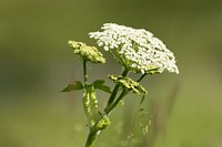 Cow Parsnip