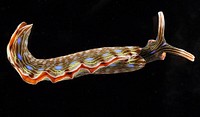 Autonomous Reef Monitoring Structures (ARMS) uncover many beautiful creatures, including this nudibranch during a Pacific Coral Reef Monitoring Assessment. Original public domain image from Flickr