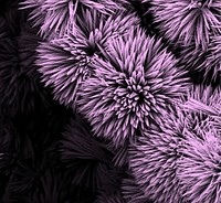A colorized SEM image of a black oxide nano-flower. Original public domain image from Flickr