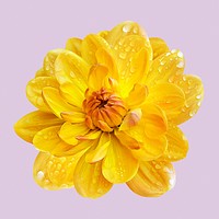 Yellow waterlily dahlia, wet flower collage element psd