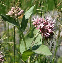 Asclepias speciosa, showy milkweed. Columbus. Montana. June 24, 2007. Original public domain image from Flickr