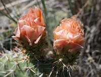 Opuntia polyacantha, plains pricklypear. Columbus, Montana. June 11, 2006. Original public domain image from Flickr