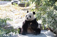 Panda siting on concrete in zoo. Original public domain image from Flickr