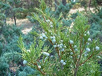 Juniperus scopulorum, Rocky Mountain juniper. Columbus, Montana. October 20, 2003. Original public domain image from Flickr