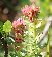 Rhodiola rhodantha, redpod stonecrop. Columbus, Montana. August 2, 2007. Original public domain image from Flickr