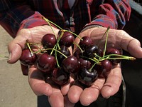 Oliver Dupuis, Flathead producer with his cherries. Oliver was instrumental in getting a special initiative Environmental Quality Incentives Program (EQIP) for the orchards in the Flathead Valley.Flathead Reservation, MT. August 2012. Original public domain image from Flickr