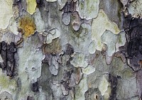 Abstract tree bark texture background, close up design