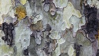 Tree bark texture HD wallpaper, high resolution background