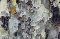 Tree bark texture, abstract background