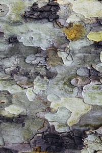 Abstract tree bark texture background, close up design