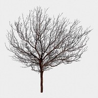 Leafless tree isolated on white, nature design