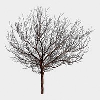 Dead tree isolated on white, nature design psd