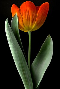 Orange tulip closeup. Free public domain CC0 image.