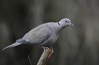 Pigeon bird, animal photography. Free public domain CC0 image.