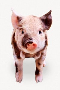 Piglet isolated on white, real animal design psd