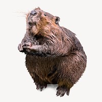 Beaver isolated on white, real animal design psd