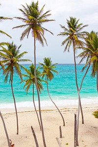 Beach palm trees scenery. Free public domain CC0 photo.