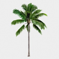 Palm tree isolated on white, nature design