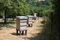 Beekeeping garden. Free public domain CC0 photo.