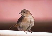 Small Sparrow bird. Free public domain CC0 image.