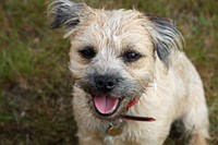 Yorkshire terrier. Free public domain CC0 photo.