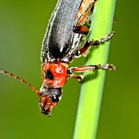 Insect photo. Free public domain CC0 image.