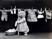 Cute little kitten image, free public domain CC0 photo.