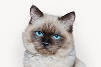 Grumpy cat isolated on white, Ragdoll 