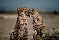 Cheetahs grooming each other. Free public domain CC0 photo.