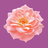 Pink damask rose, flower collage element psd