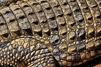 Crocodile skin texture, animal close up background