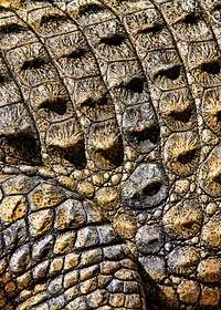 Crocodile skin texture, animal close up background