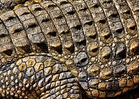 Crocodile skin texture, close up wildlife background