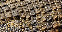 Crocodile skin texture, close up wildlife background