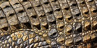 Crocodile skin texture, Facebook cover design for social media