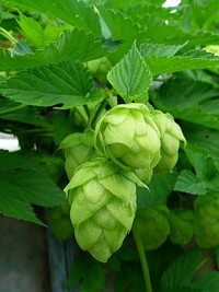 Closeup of hops growing on plant. Free public domain CC0 image. 